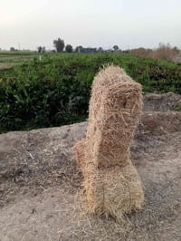 تبن • للبيع • اتصال للسعر