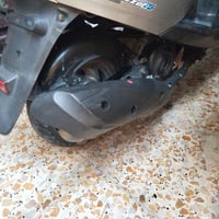 بغبغاءنوزل • زيرو • مكفولة