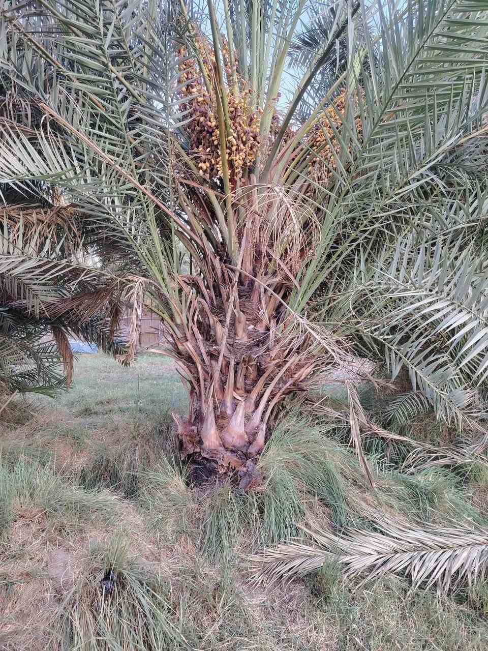 نخلات شكرات الي يريدهن يراسلني بثواب راعيهن ابلاش يجي يشلعهن و ياخذهم المكان السماوه يم البربوتي  ***********
