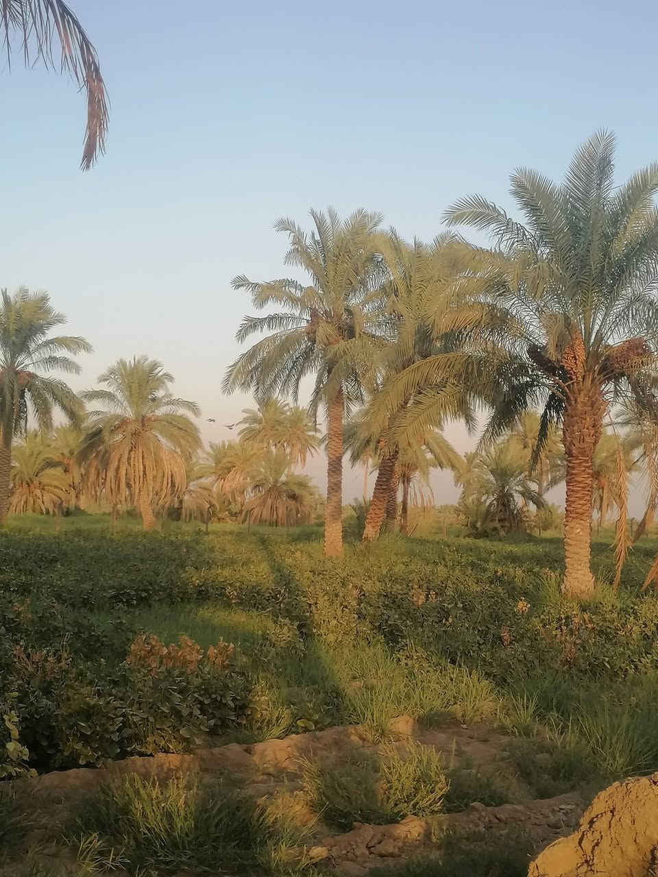 ارض زراعية للبيع عله طريق السنيه الدوانيه مدخل السنيه اول جسر وطب بل فرع التبليط ملأت الساده الرحمن وجهيته ع التبليط الفرعي ٤٥ متر ركن صاير شارعين عليه  جنس الاعقار بستان طابو نخل حمال بأنواعه كهرباء وماي اساله وماطور ماي ع الشط إله بس شخص واحد *********** مروس عادي ***********
