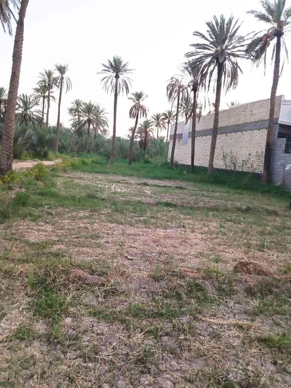 بستان للبيع مساحه دونم و 190 متر المكان  كربلاء شارع بغداد عامود 54 قرب مطبخ العتبه خلف جامعه الزهراء نوع العقار طابو زراعي  سند 25
‏
‏ للاستفسار الاتصال على الرقم
‏***********
‏***********
‏***********
