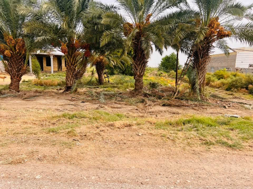سلام عليكم
كاع 17 دونم عقد 35 وجه عل شط مع بيت كاع صالحه للزراعه في واسط الموفقيه 
***********
