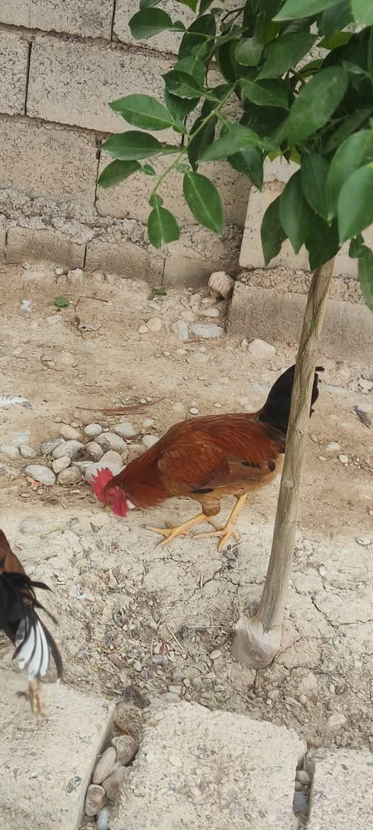 ديوجه عرب • سنة • ٤ للبيع