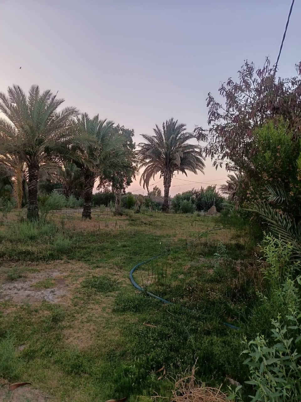 ٥ دوانم • ٣ بيوت • حديقة ٦٠٠م