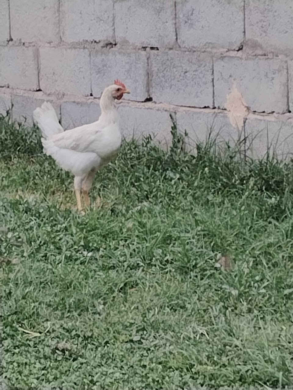 ٥ ديوجه • شباب • الطيفيه