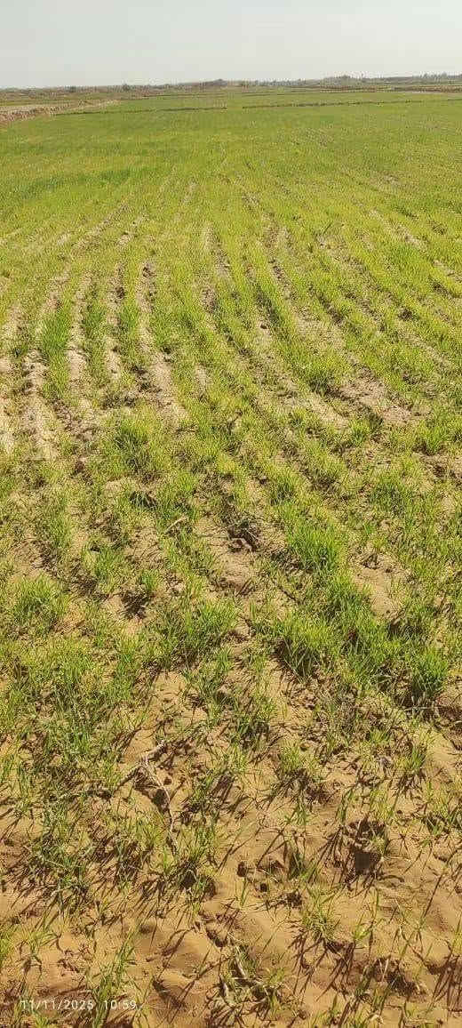 ارض زراعية • ١٠٠ دونم • النجف