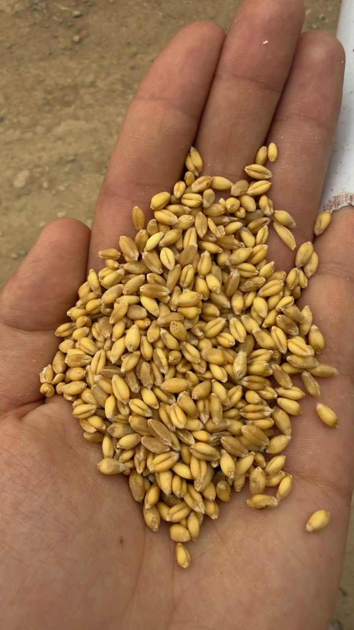 حنطة عربية • بنت المغلف • منقاة