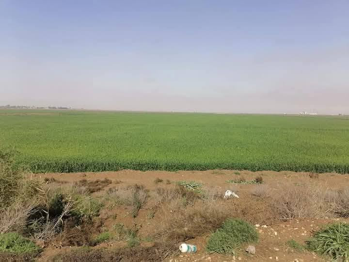 ٦٥٠دونم • طريق ميسان • سند ٢٥