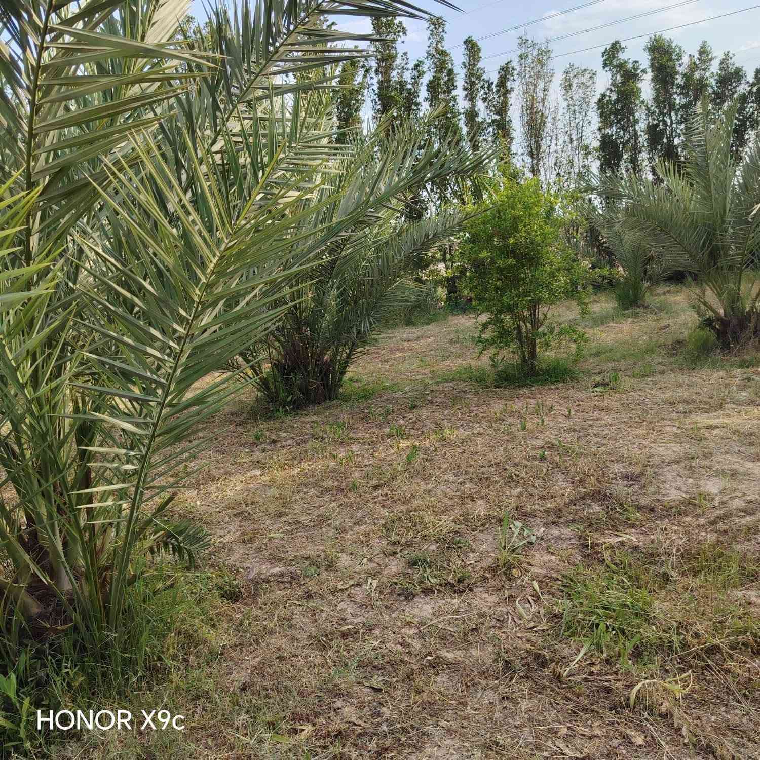 سلام عليكم  تلث دوانم لبيع طابو زراعي سند خمسه وعشرين لجبه ١٥٦ ونزال ٤٨ مكانهن ناحيت الوحده الخالصه بيه مي اساله ومي سكي وكهربا وتبليط لباب تبعد عن شارع العام ثنين كيلو سعر لدونم لواحد ٨٥ وبي مجال وهاذ رقمي ***********

نص مكتوب في الصور:
- HONOR X9c