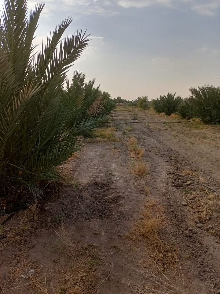 بستان للبيع
يبعد عن الامام الشريف 3 كيلومتر
المساحة 1800 متر مربع زراعي واجهه 13 على الشارع والنزال 140
يمتد من الشارع تجاه الشط (يعني حهة الشط مو عبور الشارع) يبعد عن الشط 100 متر
مسيج BRC وكامل وبي 20 نخلة مجهول السنة حملت اول حمل والفسائل اكثر من 80 فسيلة واهل الخبرة يعرفون قيمة المجهول وشكد سعر الفسيلة بالبيع وشكد سعر كيلو المحهول..
بي 12 نخلة شويثي 12 نبگ مطعم انواع فاخرة واصل كهرباء والماي نظام تقطير من الشط وبي مولدة مشترك وي بستان ثاني
السعر 35 للتواصل اتصال او واتساب على الرقم
***********
