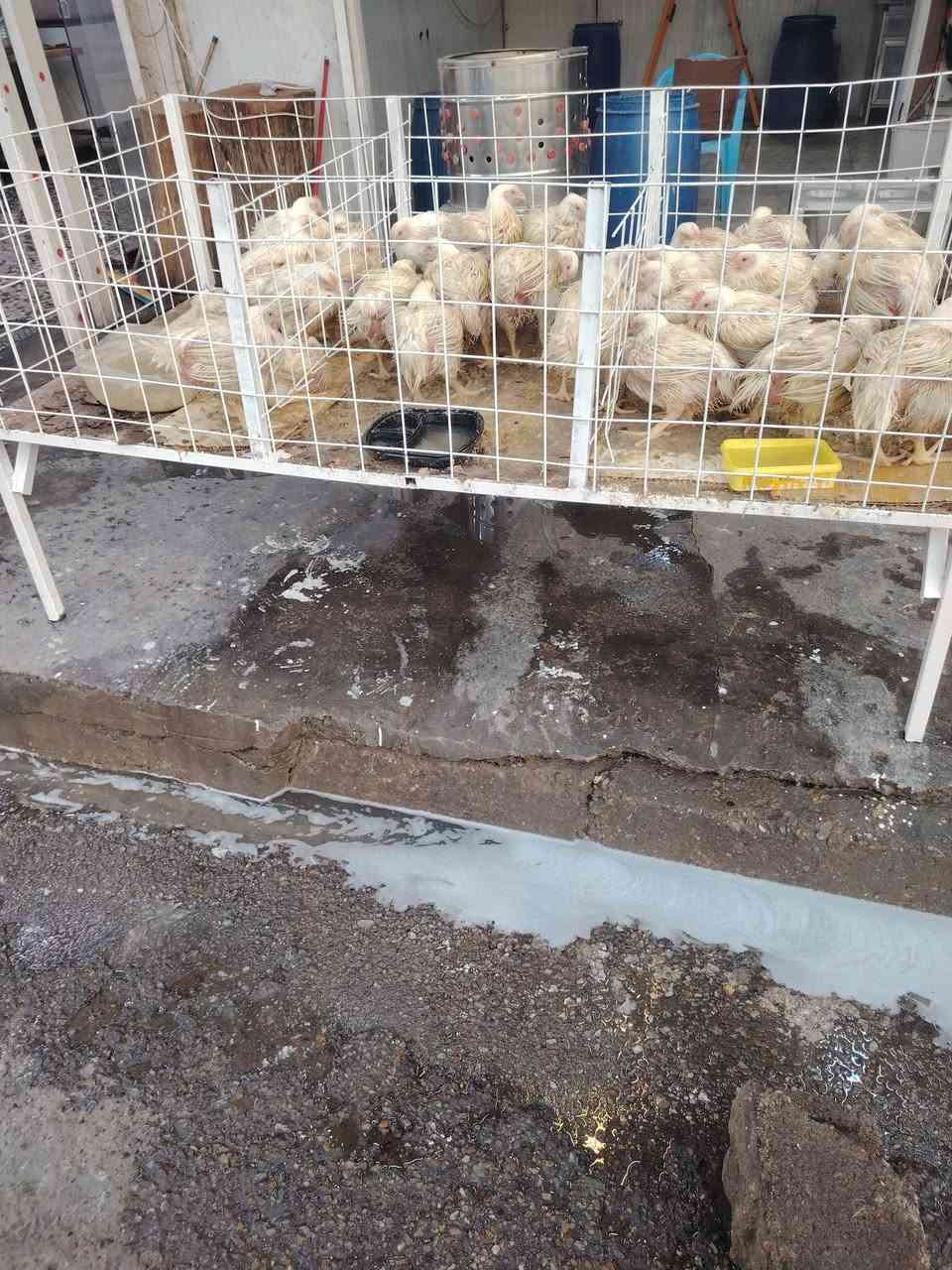سلام عليكم غراض محل دجاج كامله 
و بسعر مناسب و٣ سجاجين اصليه + صينيه تقطيع اصليه و الأغراض نضيفه   للتواصل ***********
