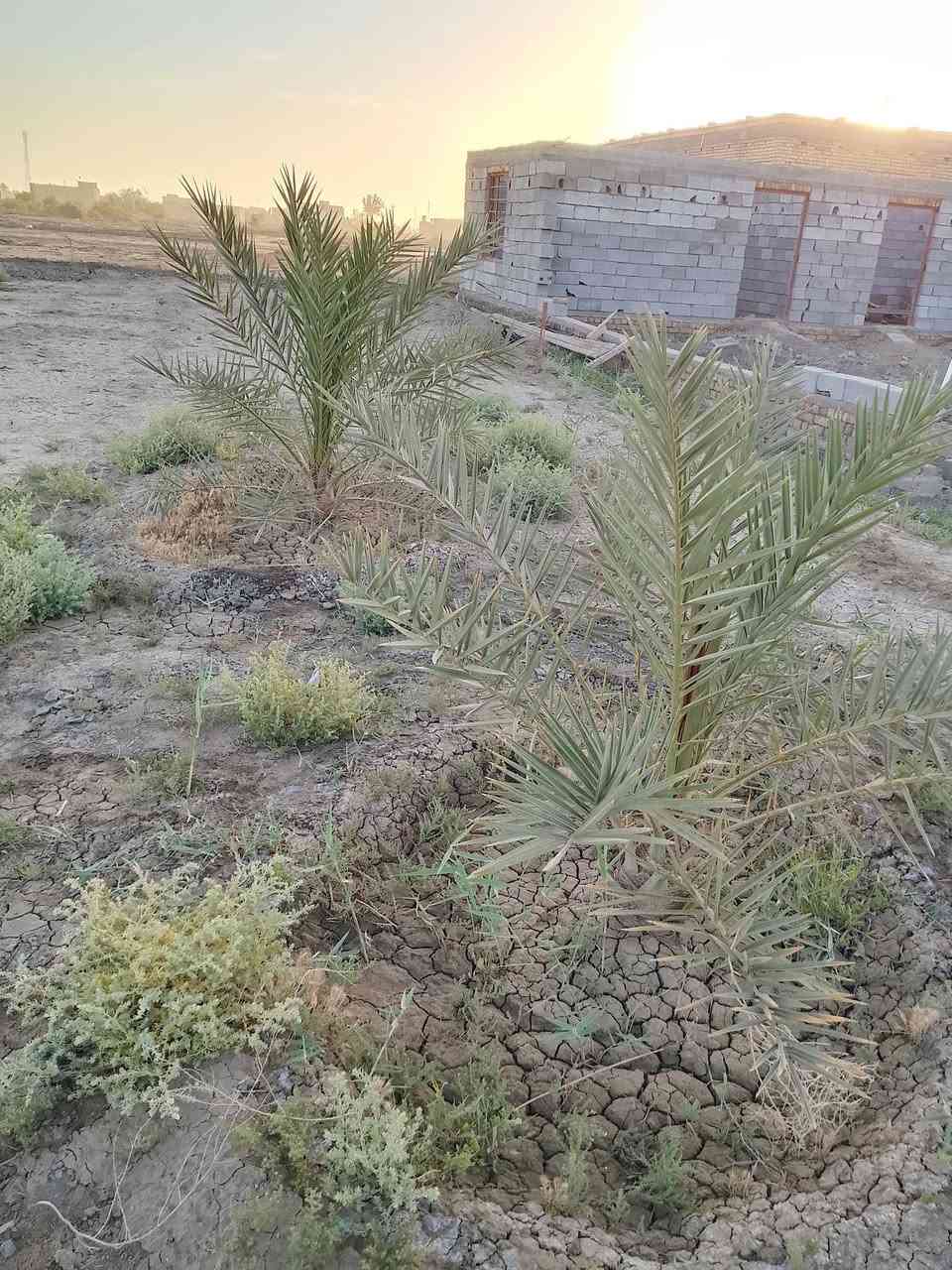 طابو زراعي • ٣٠٠م • قرب حي المصطفى