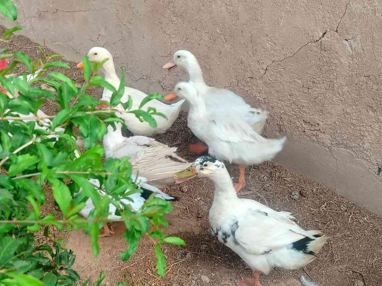 بط مصري • ٦ حبات • ٣ بطات عراقي