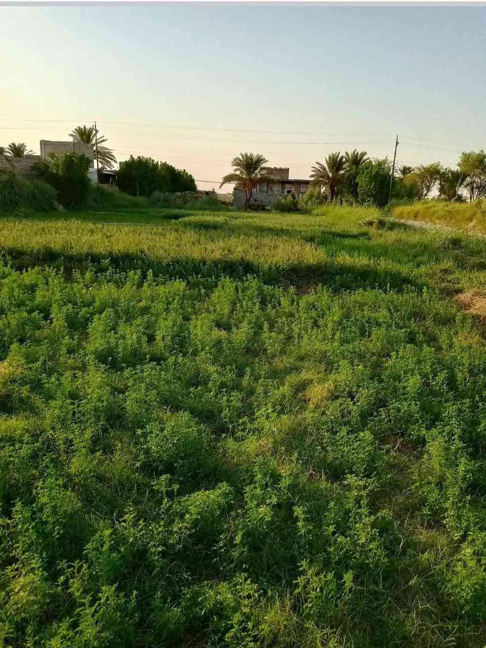 سلام عليكم يوجد أرض زراعيه البيع المساحه 5 دونم معاءبيت مسلح صب العنوان كوت اليوسفيه تصال ***********
