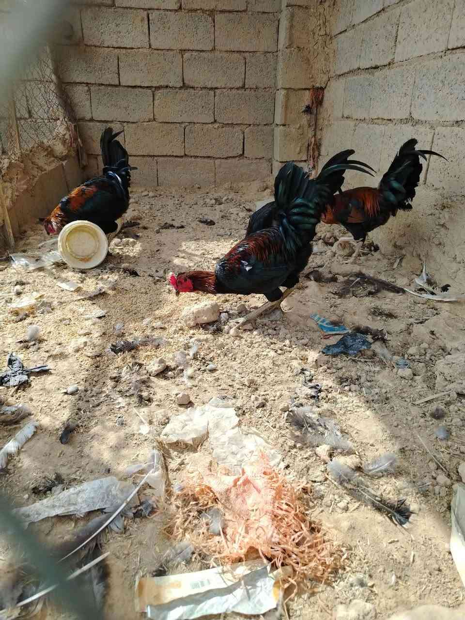 ديوكت • عرب • درجة أولى