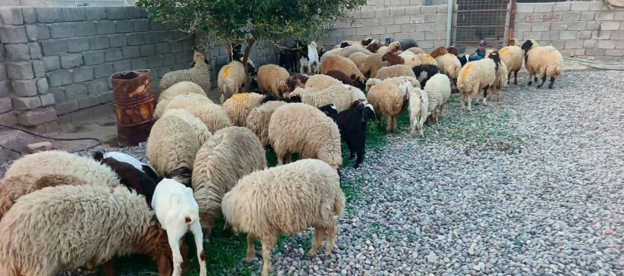 السلام عليكم مكلف بل نشر اتصل عل رقم 
اخوان يوجد غنم دج وصخلات  للبيع العدد 58 السعر اتصل وتدلل العنوان الشرقاط قريت شكراً 
هاتف/***********
رجاءً الموشراي لا يتصل
  باقي تفاصيل اتصل عل رقم
