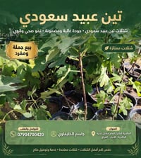 شتلات تين العبيد • مثمر ارتفاع ١م • الخالديه