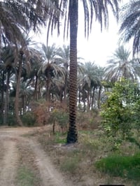 كربلاء طويريج • ٢٠دونم • واجهة ٢٠٠م