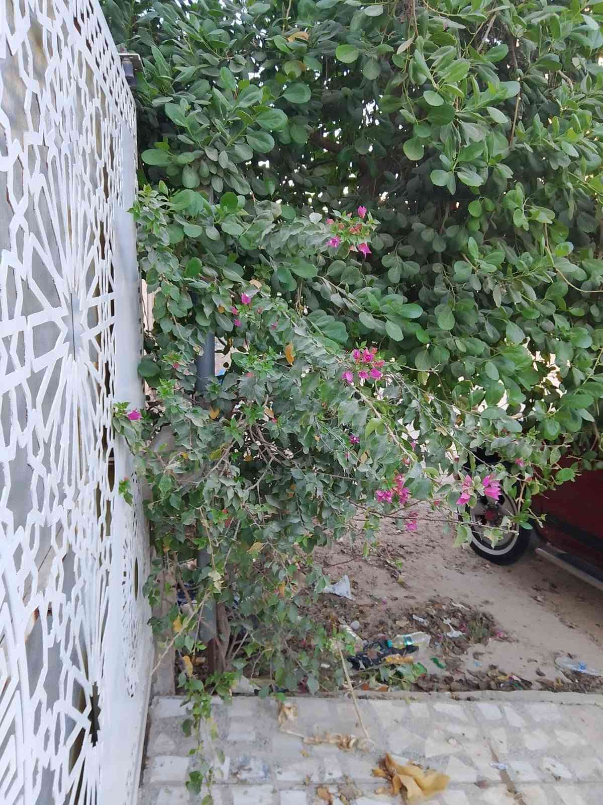 السلام عليكم بيت للايجار في كربلاء الأمن الداخلي حي الساهرين المساحة 125 يحتوي على صحيات خارجية وداخلية واستقبال كبير وغرفة وصالة ومطبخ ومنور جانبي البيت كلش نظيف لعائلة صغيرة 
الايجار 300 الف في الشهر ومقدمة لثلاثة أشهر 
للتواصل الاتصال على الرقم التالي ***********

نص مكتوب في الصور:
- كامل اليوم، ٢:١٧ ص رد
- رسالة
- %٩٣  Vo LTE ٢  11:٤٤  رسالة
- ٩٣٪ 11:44 رسالة