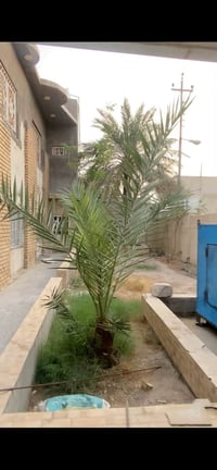 دور النفط • ٤٠٠م • حديقة وكراج