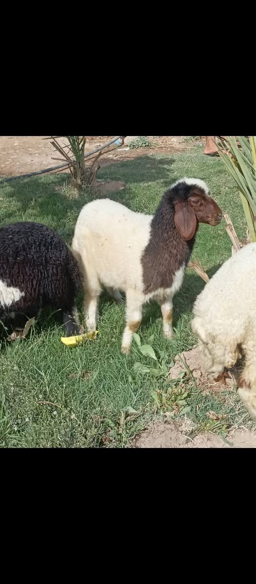 بسم الله ما شاء الله متاح حلال للبيع العدد 3 مطافيل وراهن فطايم اثنين وفحل خير من الله حلال مكفول كفاله عامه سنه وشطر وعين حلال مال جني ناصح خير من الله مكانه بغداد المشاهده قرب التاجي الشراي يخابر ويتدلل سعر خاص. (‪***********
