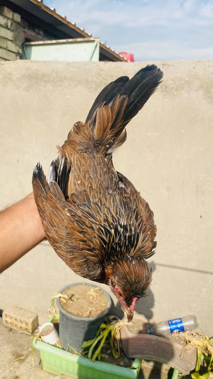 سلام عليكم متاح
٥ دجاجات و٣ ديوجه كلهن افرك بيهن قطعه 
سيافي سعر تك بيعه وحده ب١٥ بي مجال شي بسيط جوه لسوك🤫 مكاني بغداد جميله ومتوفر توصيل داخل بغداد رقمي ***********
