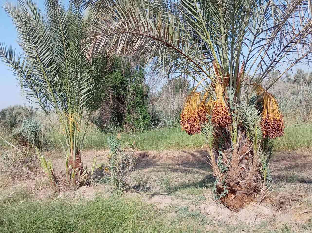 يا الله 8 دونم ونص للبيع مزروعه نخيل 250 نخله + رمان + تين + تفاح ع طريق السنيه السايدين نزله معامل الطابوق عل شط مباشر واجه 100ونزال 200 + مشتمل 100 متر مربع كهرباء موجود للستفسار اتصلو *********** اتصال فقط 👉 *********** واتساب فقط 👉
