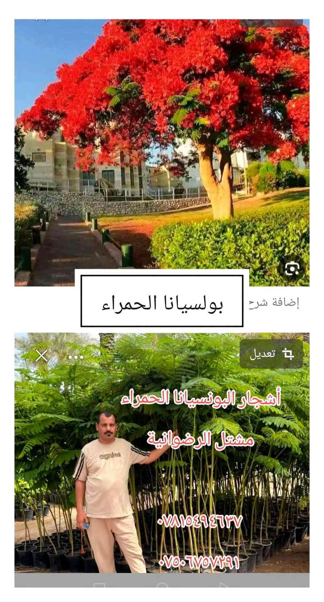 مشتل الرضوانية • بيع جملة • شتول ونباتات