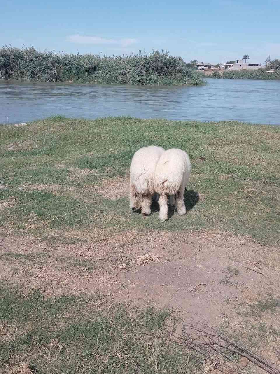 فطايم • النصاحة • سمان