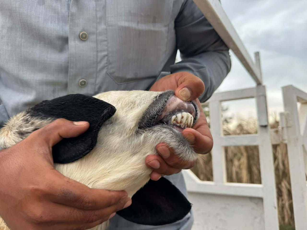 نعجه • فحص سونار • حديثه