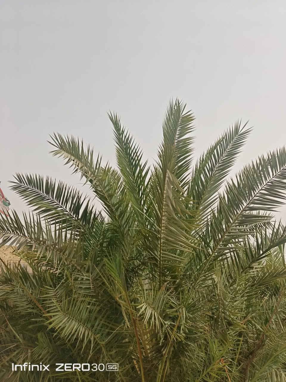 فسائل نخل • شويثي • ٤٠-٥٠