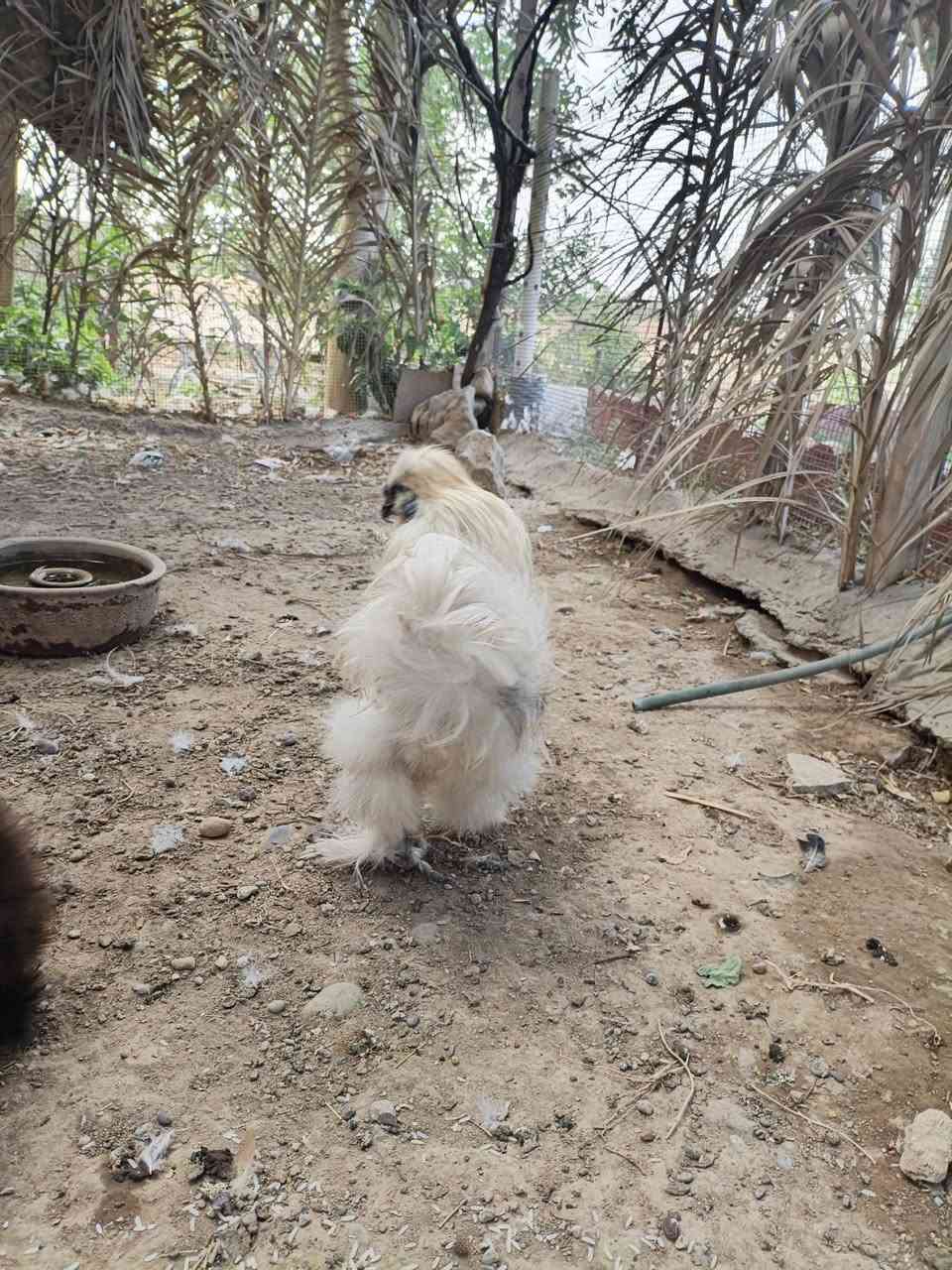 سيت سلكي • بياضه • تكريت القادسيه