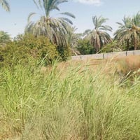 بستان • ٥٣٠م • صويره جوميسه الغربيه