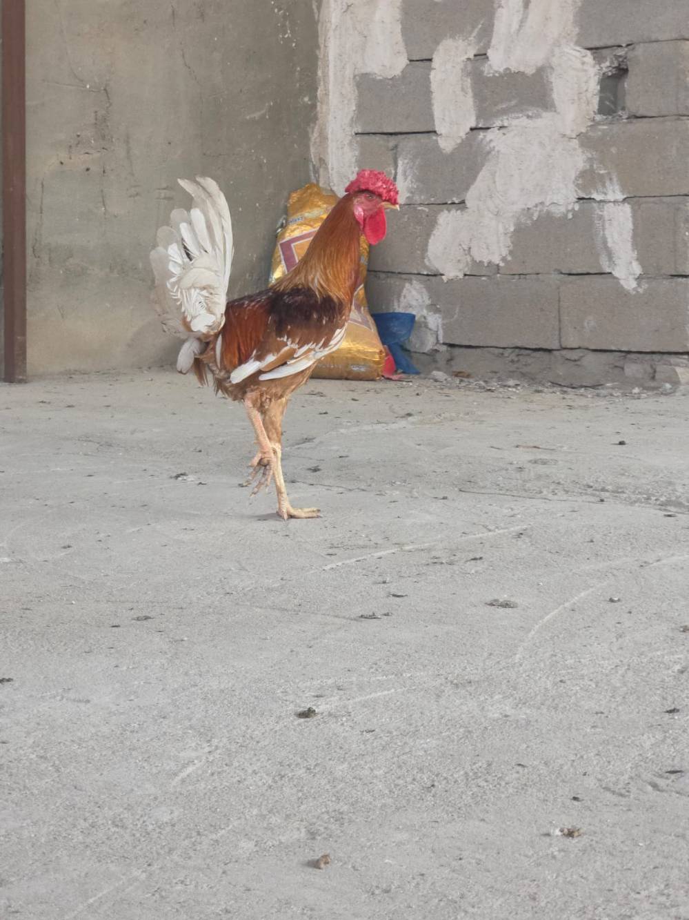 دجاج بياض • أقل من سنة • البصرة