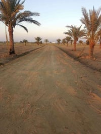 اللبيع 2 دونم بستان   بابو غريب سميلات   قرب من مزرعه التالق   بنص مجم...