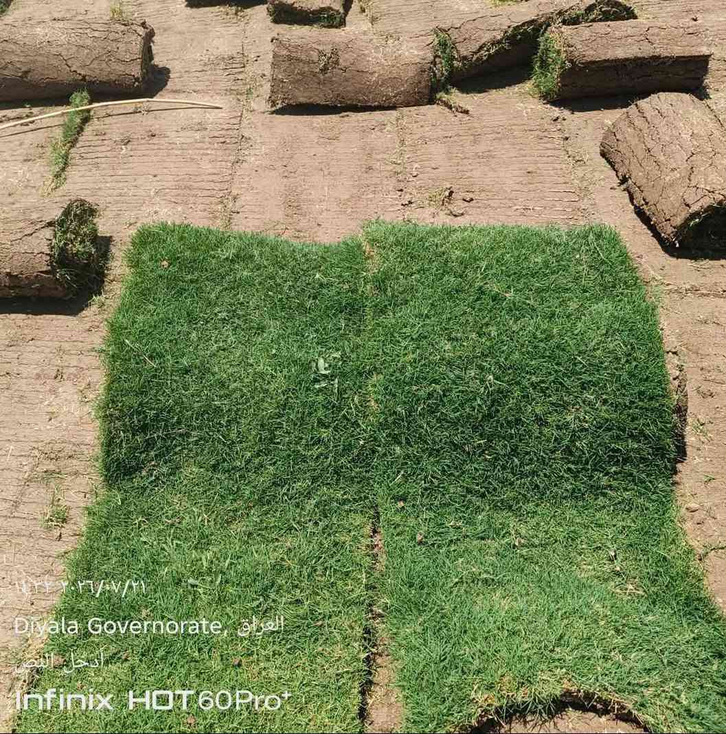 🟢! 🏡
مرحبًا بكم في مزارع الحسن للثيل الطبيعي 🌿🌱
نقدم لكم أجود أنواع الثيل الطبيعي الدائم الخضرة، يتحمّل كل الظروف المناخية 🌞🌧️
✅ عروض مميزة بأسعار تنافسية
✅ تجهيز وفرش الحدائق والمنازل ودوائر الدولة والملاعب والمنتزهات
✅ جودة عالية + خدمة توصيل خلال 24 ساعة 🚛
💸 الأسعار تختلف حسب الكمية

📞 للاستفسار: تواصل معنا عبر الاتصال أو الواتساب من خلال رسائل الصفحة الآن!
***********

#ثيل_ديالى #عروض_الثيل #خدمات_حدائق #مزارع_ديالى

نص مكتوب في الصور:
- هندي ثيل طبيعي بنواعة ٣ أغسطس، الساعة ١٠:٤١ ص
- ٠٤:٢٤ ٢٠٢٦/٠٨/١٤
- E ٤٤,٤ N ٣٥,٠
- أدخل النص
- Infinix HOT 60 Pro+
- ٢٠٢٦/٠٧/٢١
- Diyala Governorate, العراق
- Infinix HOT 60Pro