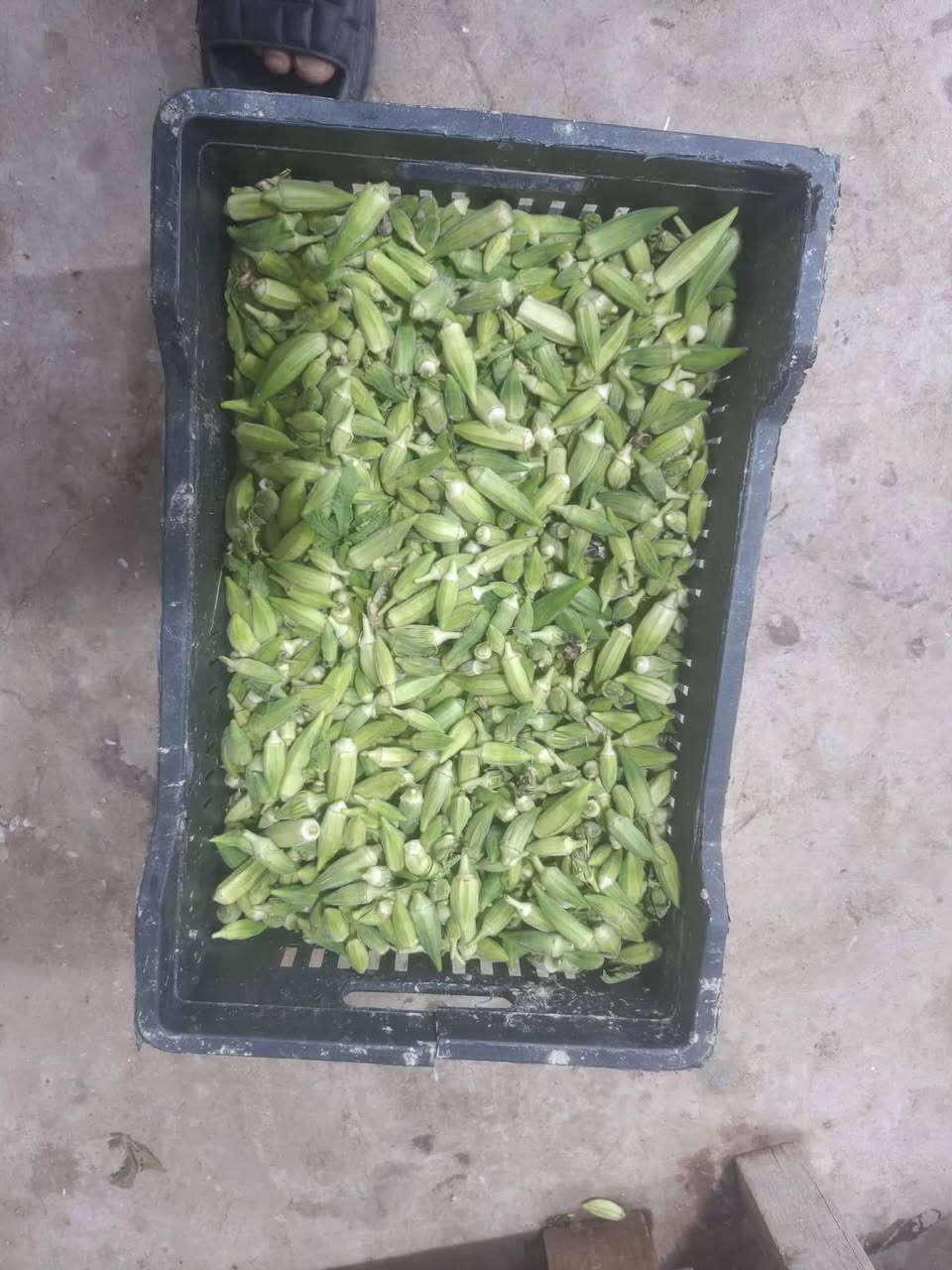 حياكم الله من علوه البركه  أي استفسار  ***********
عروض اليوم نار 🔥
طماطه ٣ بالفين 
خيار ٣ بالفين 
بصل ٣ بالفين 
أسود ٥٠٠ 
بطاطا ٧٥٠ 
فلفل بارد حار ١٠٠٠ 
قرنابيط ١٥٠٠ 
خس ١٠٠٠ 
لهانه ١٠٠٠ 
فاصوليا ١٧٥٠ 
باميا ٢٠٠٠ 
ليمون أصفر ١٥٠٠ 
ليمون عراقي ١٥٠٠ 
ثوم ١٧٥٠ 
تمر ٢٢٥٠
تين ٢٢٥٠
خوخ كعكي ١٥٠٠ 
خوخ مسكي ١٥٠٠ 
خوخ أسود ١٥٠٠ 
الو أصفر ١٥٠٠ 

عرموط ١٧٥٠ 
رمان ١٧٥٠ 
مشمش ١٧٥٠؛ 
عنب بأنواعه ١٠٠٠ 
تفاح أحمر ١٥٠٠ 
تفاح خد وخد ١٥٠٠ 
خضره  ١٠ بألف 
برتقال ١٥٠٠ 
تفاح سكري ١٧٥٠ 
فطر عراقي علبه ٢٠٠٠ 
روبه عرب أربيل ٣٠٠٠ 
منكه ٢٥٠٠ 
فاكههه تنين ٢٥٠٠

 العنوان مقابل المستشفى اللبناني 
حياكم الله اهلا وسهلا
