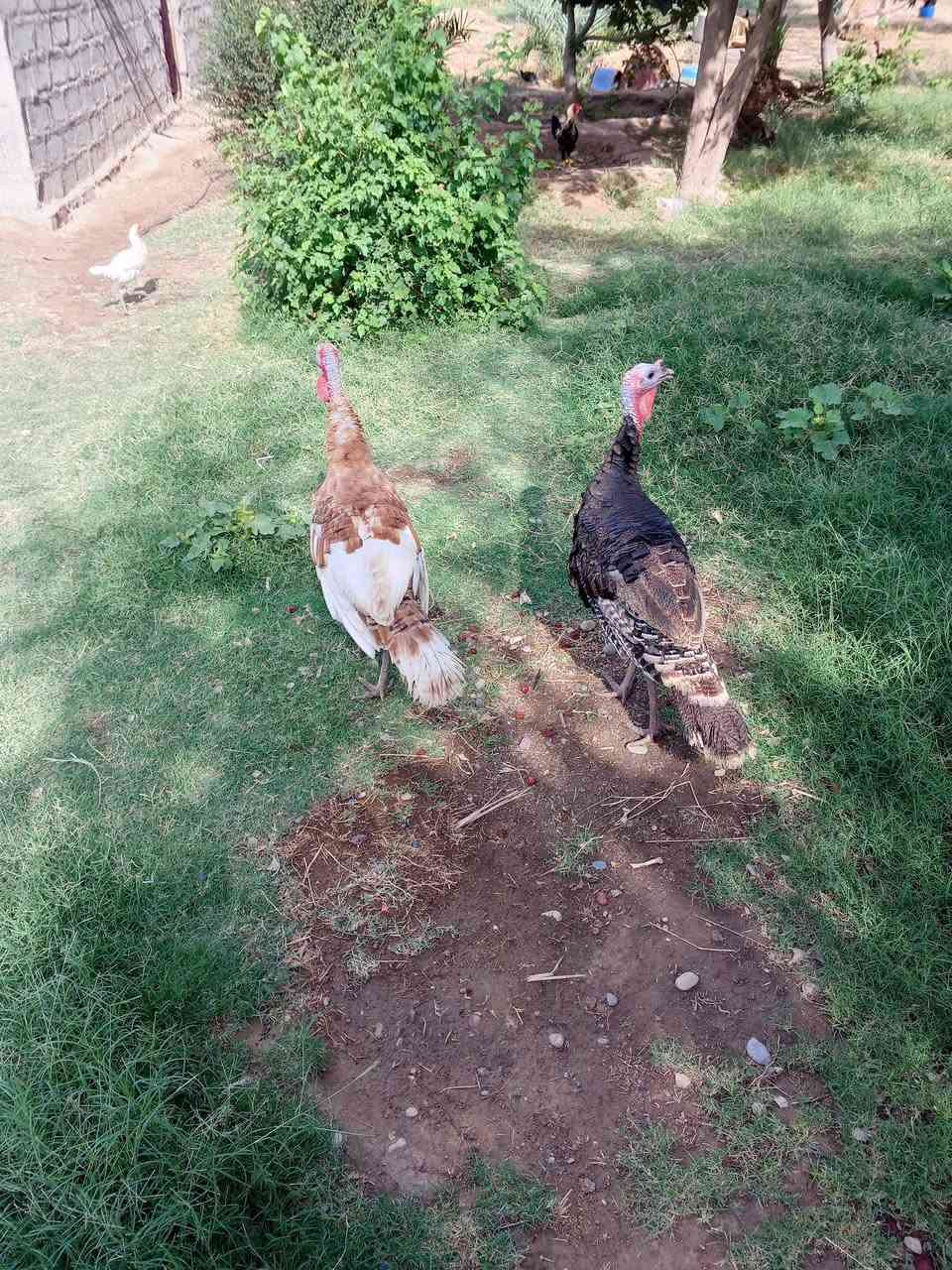 ديوكه • شيش