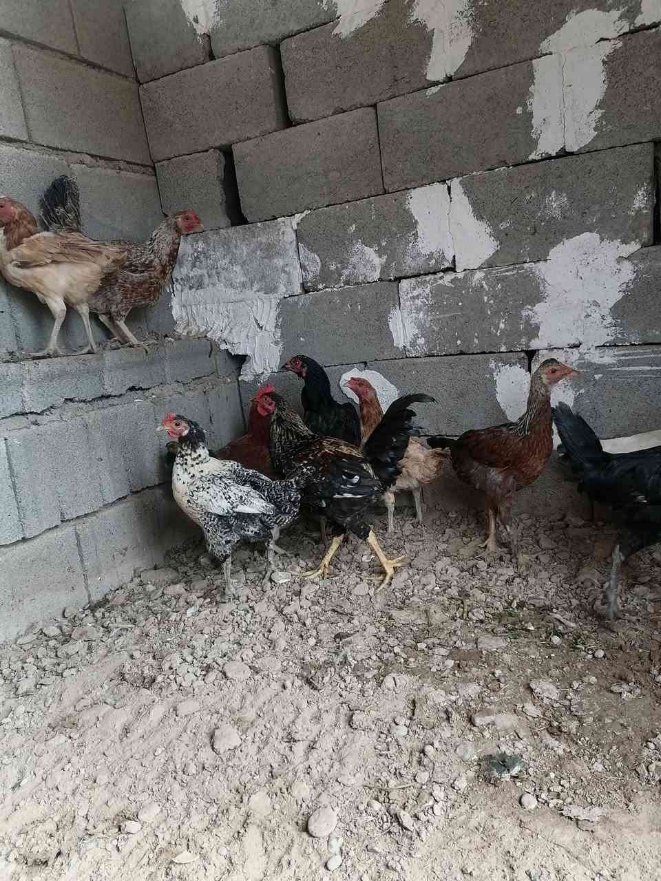 تكريت • دجاج مال بيت • ماخذات لقاحات