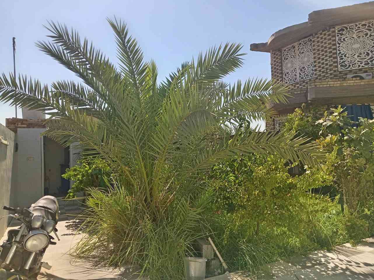 دار ٤٠٠ م للبيع الموقع شارع الفلل خلف بيت الشيخ البهادلي بيع او مراوس علماً البيت طابوا زراعي سند ٢٥ مصدق من محكمة الكوفة المقدسة بناء درجة أولى طابقين الطابق الأول يحتوي على كراج سيارات وحديقة كبيره وصحيات خارجية واستقبال كبير وصاله كبيره ومطبخ كبير وصحيات داخلية كبيره مع غرفتان نوم كبيره مع مناور عدد ٢ مع درج دائري الأرضية بورسلين وسيراميك السقف جمس بورد كونكريت مسلح صب درجة أولى اما الطابق الثاني يحتوي على شقق أثنان عباره عن سويت كل واحده منه غرفه وصاله وتخاريج و بلكونه علماً أن البناء حديث صب والأرضيه بورسلين وسيراميك للجادين الأتصال على الرقم ***********
