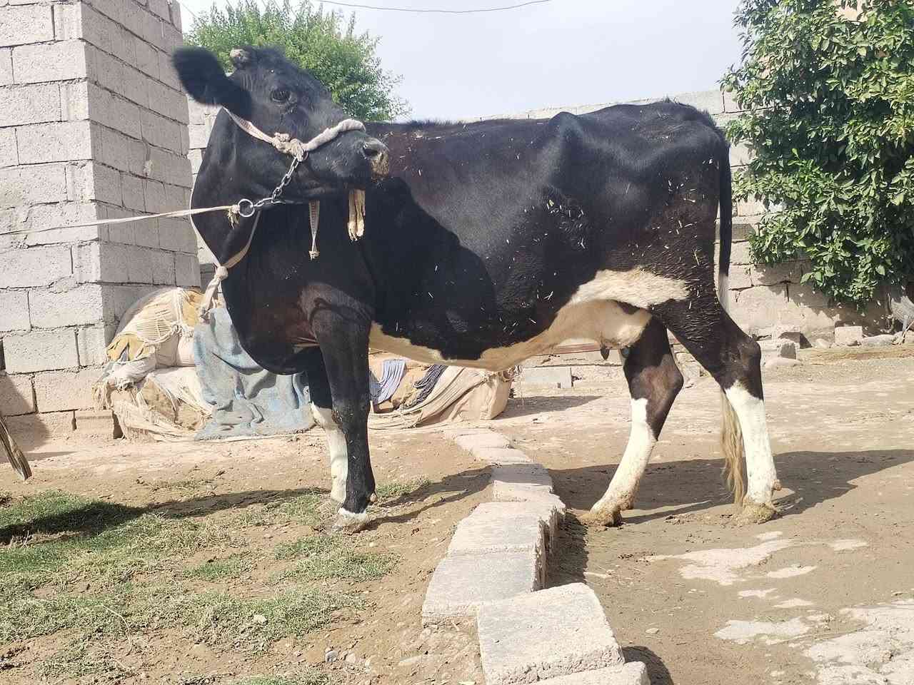بقرة • حليب • ناحية الزاب