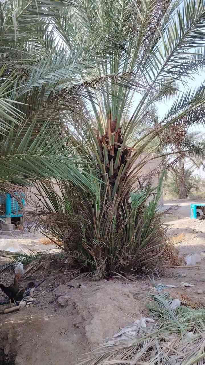 نخل خستاوي • ٨ نخيل • شارع المطار