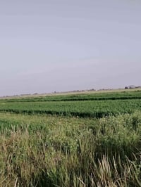 عرض اليوم 50دونم سعر الدونم 9وبي مجال  طابو زراعي سند 25 حق التصرف ثان...
