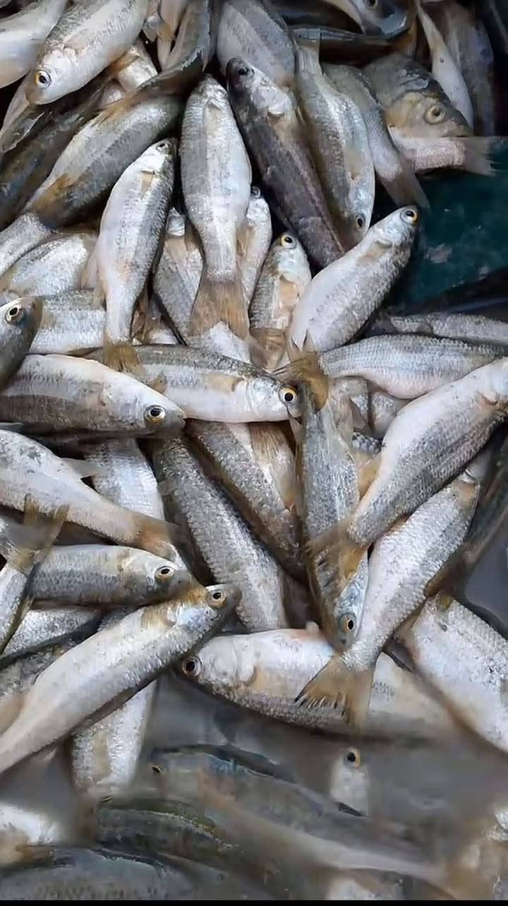 حرش شط • مقلي • توصيل السماوه