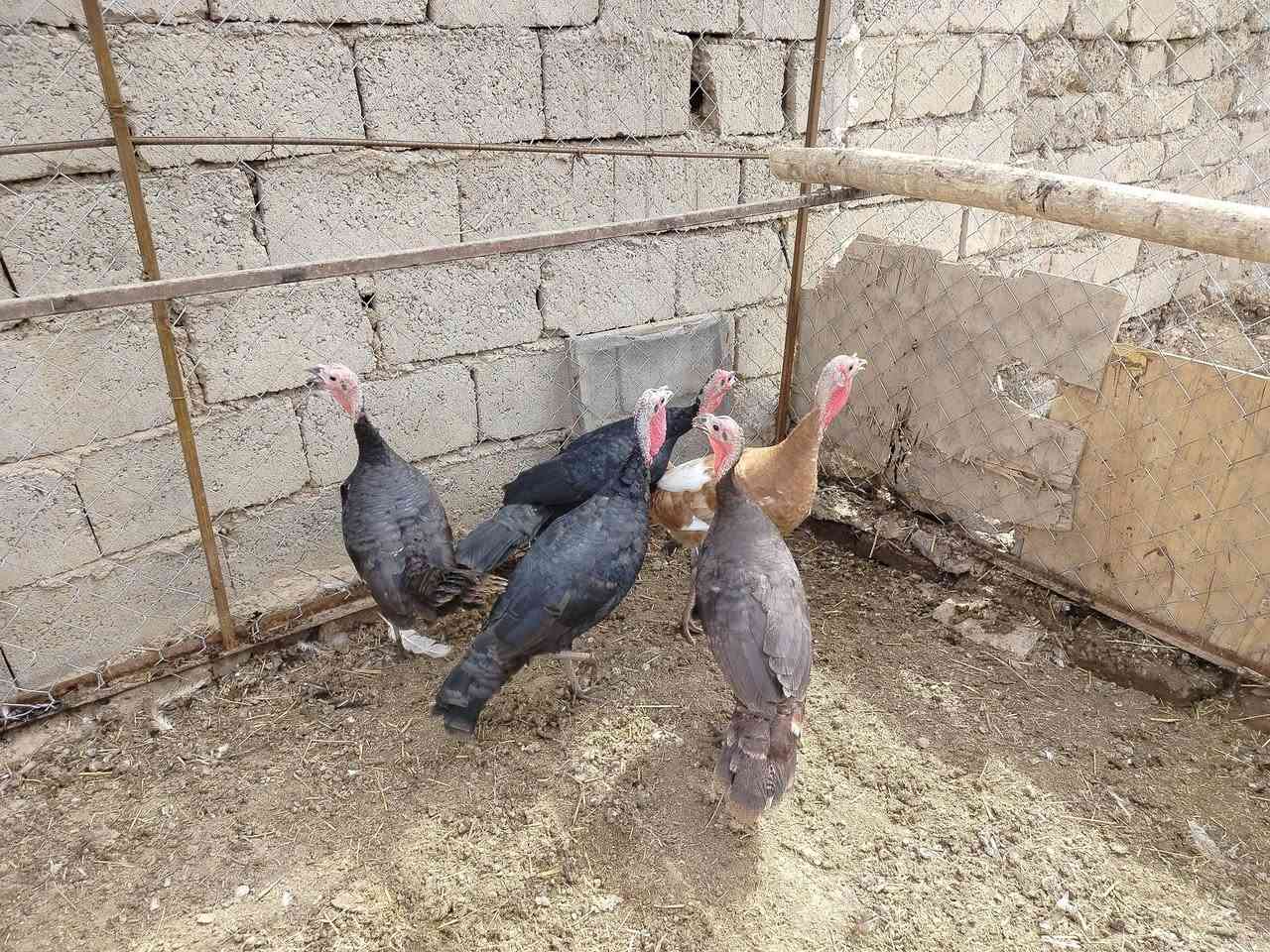 السلام عليكم
يوجد شيش للبيع نضيفات وملقحات مثل ما موضحات بالصوره الاستفسار على الرقم ***********
