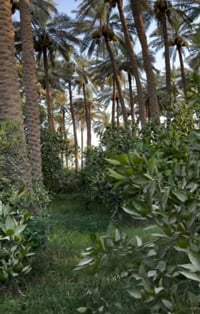نخل زهدي • ٤٥ نخله • الطارمية الشط