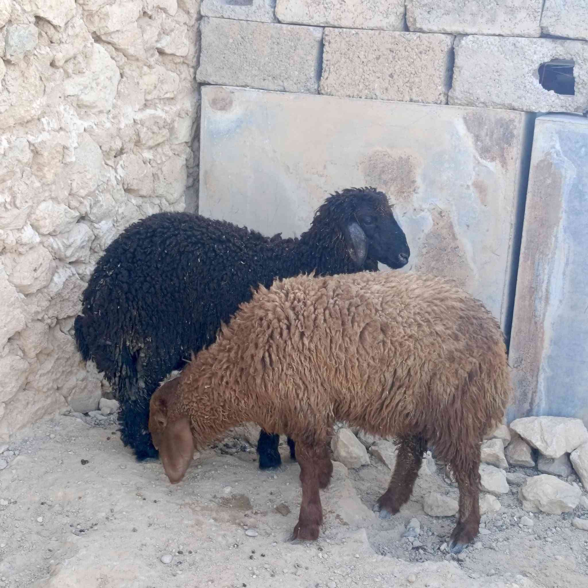زوج فطايم • ١٨ كيلو • نضيف