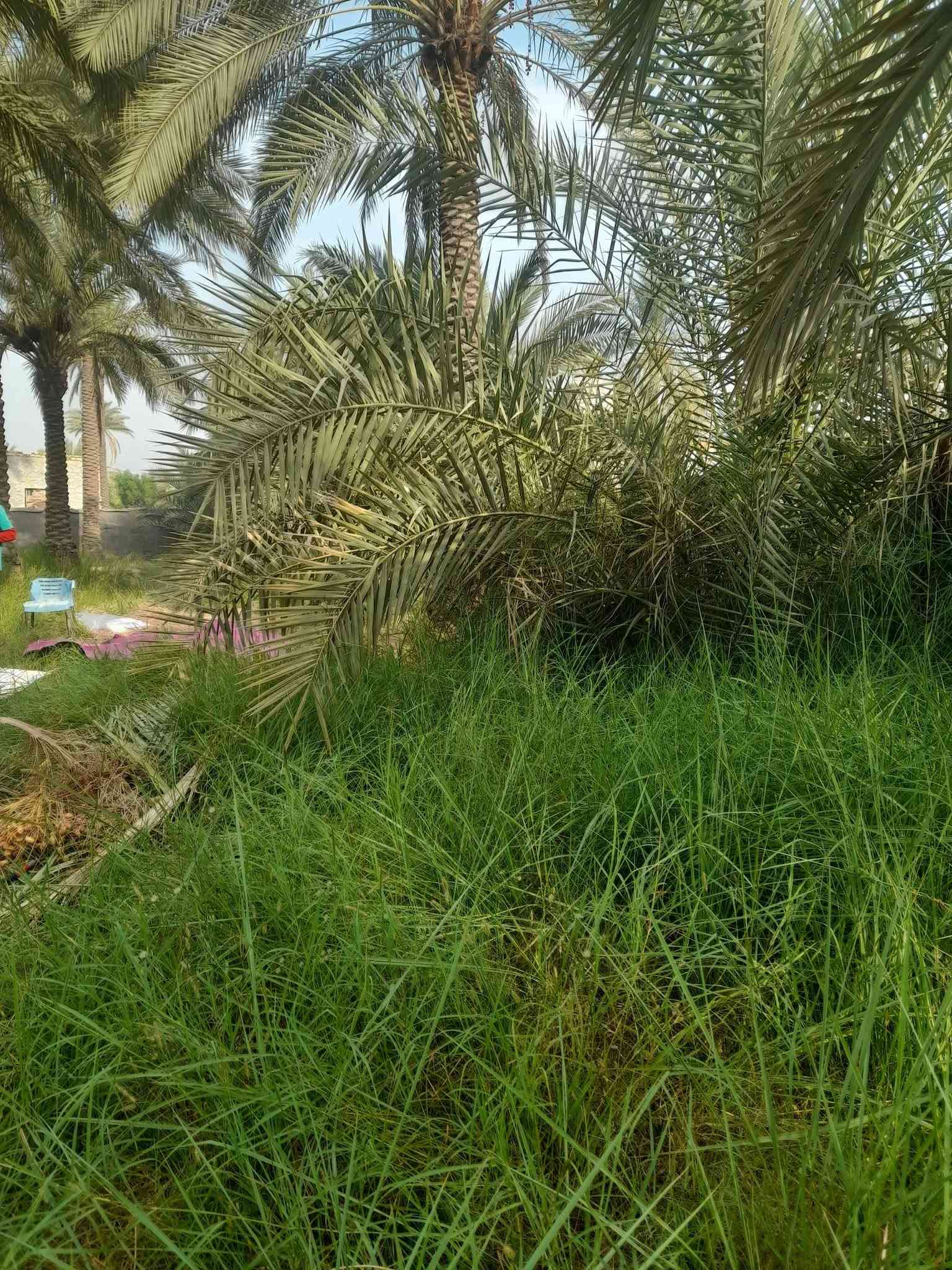 بستان • ٢٩٠٠م • طابو زراعي