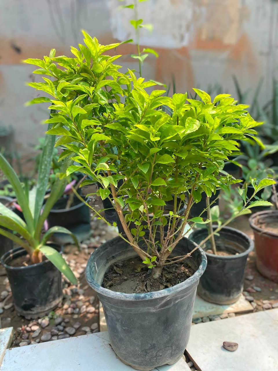 🌿💙 أهلاً وسهلاً بكم في مشتـل دوميز 💙🌿
نورتونا ونورت صفحتنا 🌱✨

🔥 اليوم وفرنالكم نبتات أكثر ومن أنواع مختلفة!
🪴 نبتات زينة ضلي/ شمسي😍🔥
وما ننسا تربة البتموس وفرناها الكم بسعر منافس🦋

🌿 أسعار مميزة ومناسبة للجميع
💙 اختاروا النوع اللي يعجبكم وخلو البيت أحلى بالنباتات 🌱

🚚 التوصيل فقط بـ 1,000 دينار للمناطق التالية:

📍 حي سومر
📍 حي دوميز
📍 حي الانتصار
📍 يارمجة
📍 حي فلسطين
📍 حي الصحة

📲 للطلب والاستفسار:

💬 واتساب: ***********
📞 اتصال: ***********

🔥 الكمية محدودة والطلب حسب التوفر 🔥

🌿💙 مشتل دوميز — نباتات أكثر، جمال أكثر، وبأسعار تناسبكم 💙🌿
