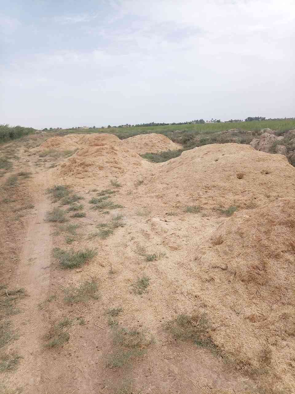تبن • نضيف • مال السنة